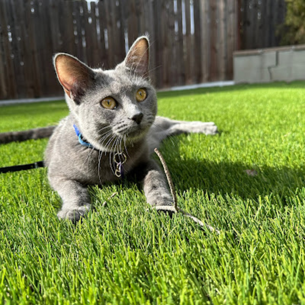 Meet your Posher, Eden